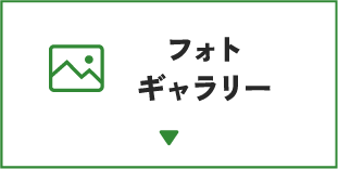 フォトギャラリー